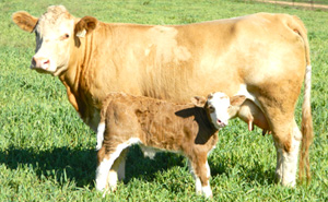 OUR BREEDING PHILOSOPHY