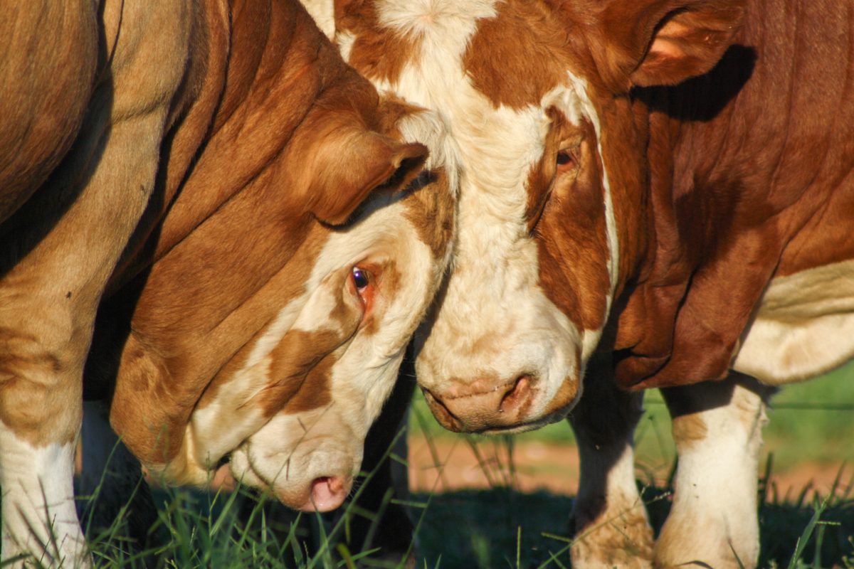 Fleckvieh bull face