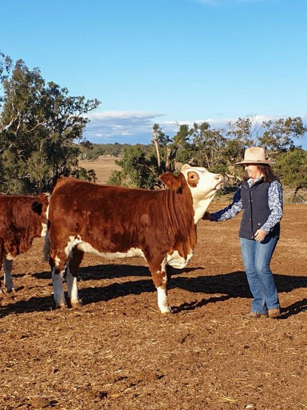 Daraabah Fleckvieh Heifer